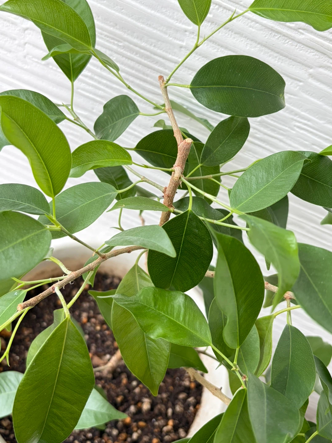 【観葉植物】②ベンジャミン　鉢植え ガーデニング 園芸 植木の写真2枚目