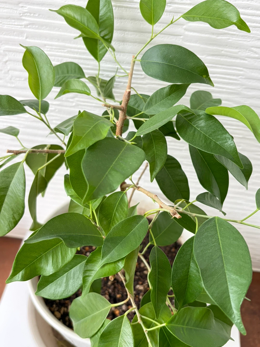 【観葉植物】②ベンジャミン　鉢植え ガーデニング 園芸 植木の写真3枚目