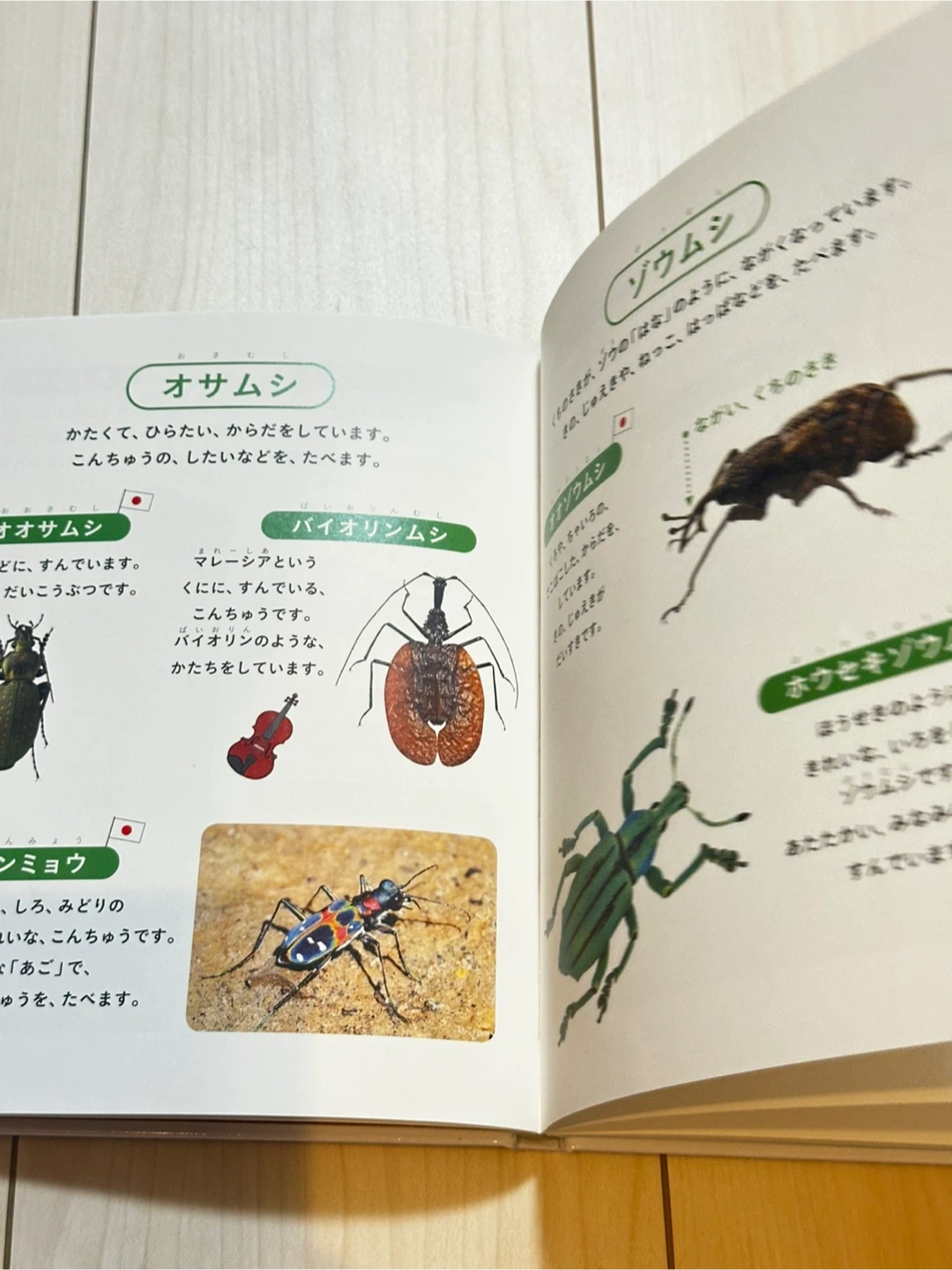 じぶんでよめる こんちゅうずかんの写真4枚目