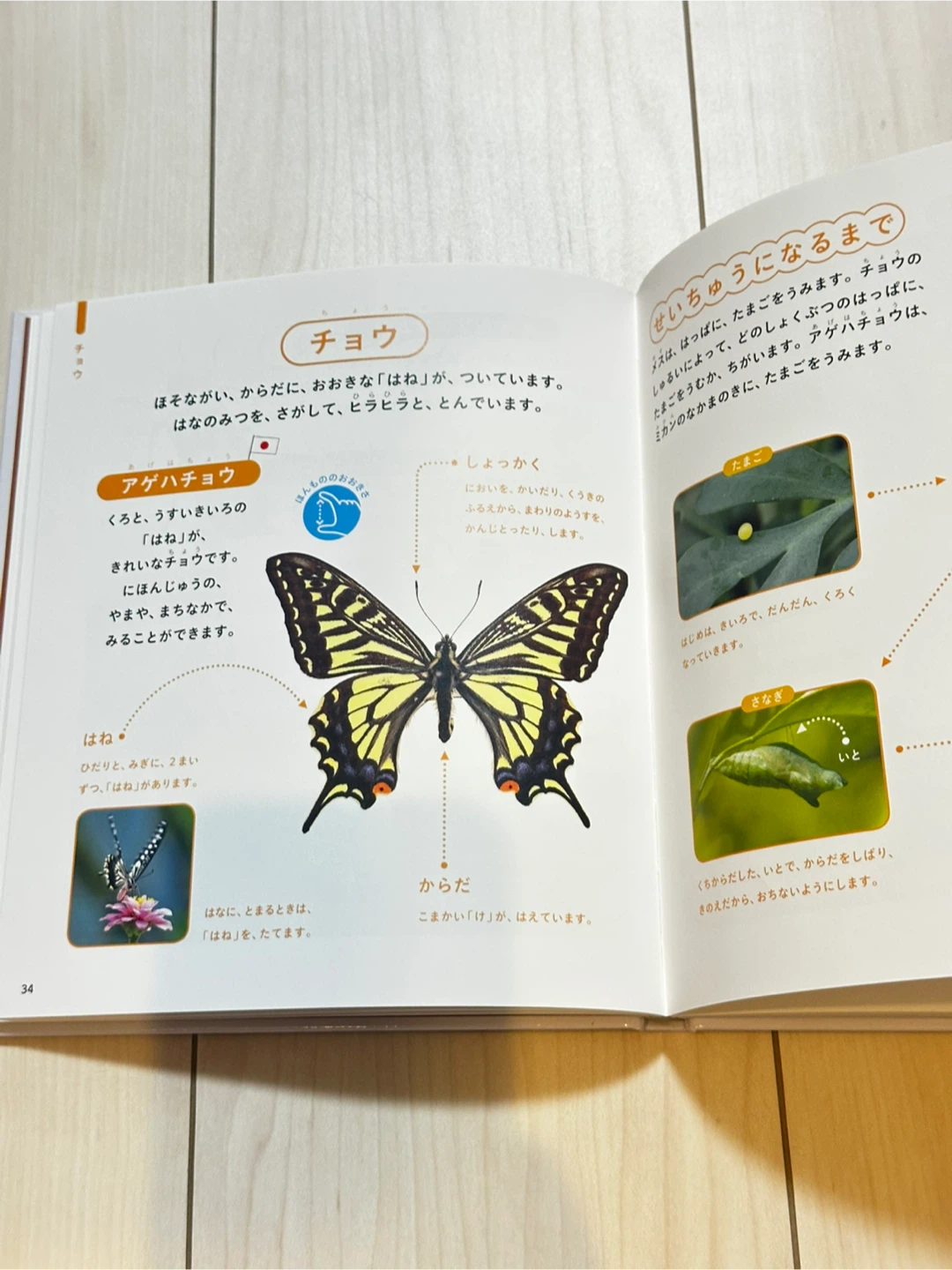 じぶんでよめる　こんちゅうずかんの写真5枚目