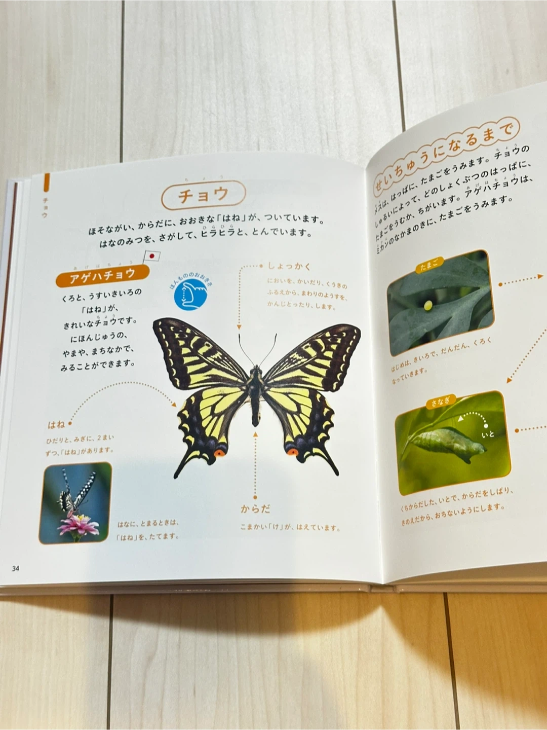 じぶんでよめる こんちゅうずかんの写真5枚目