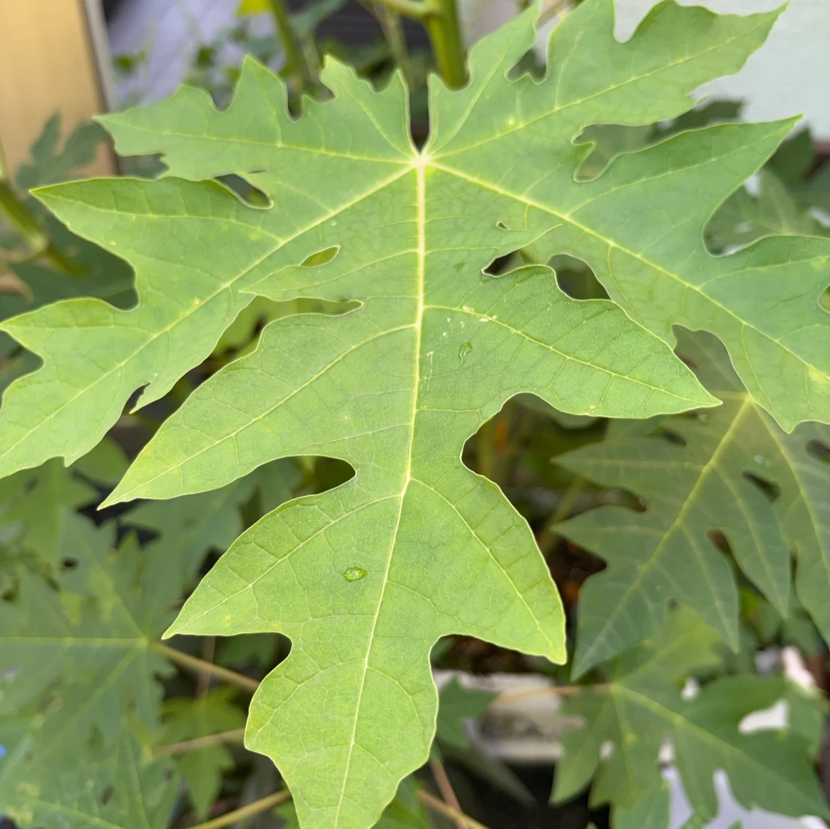 パパイヤの苗 観葉植物