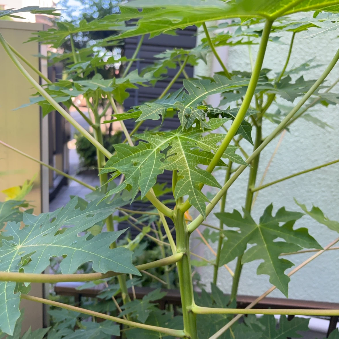 パパイヤの苗 観葉植物の写真2枚目