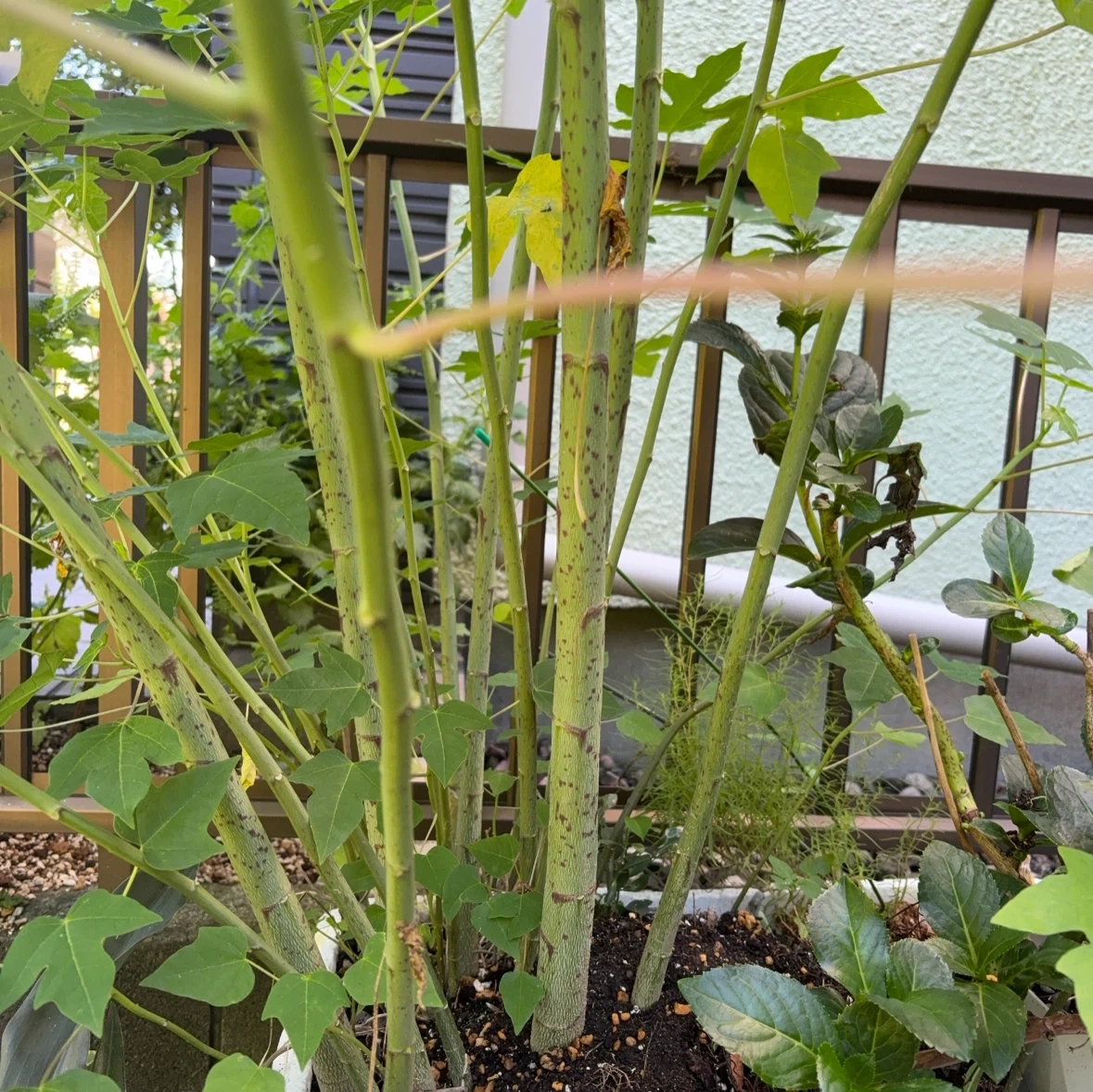 パパイヤの苗 観葉植物の写真3枚目