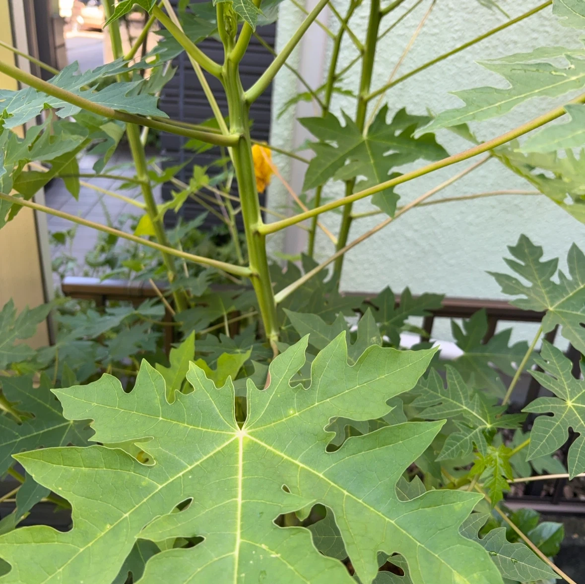 パパイヤの苗 観葉植物の写真4枚目