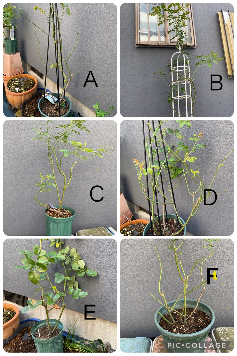 バラ苗 鉢植え 6品種セット　エヴリン　シエラザード　ピエール　和薔薇他