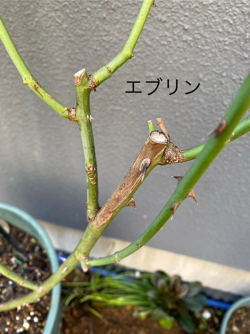 バラ苗 鉢植え 6品種セット　エヴリン　シエラザード　ピエール　和薔薇他の写真4枚目