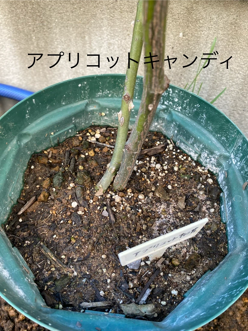 バラ苗 鉢植え 6品種セット　エヴリン　シエラザード　ピエール　和薔薇他の写真5枚目