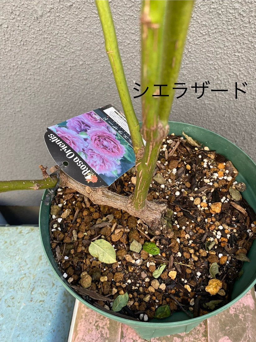 バラ苗 鉢植え 6品種セット　エヴリン　シエラザード　ピエール　和薔薇他の写真6枚目