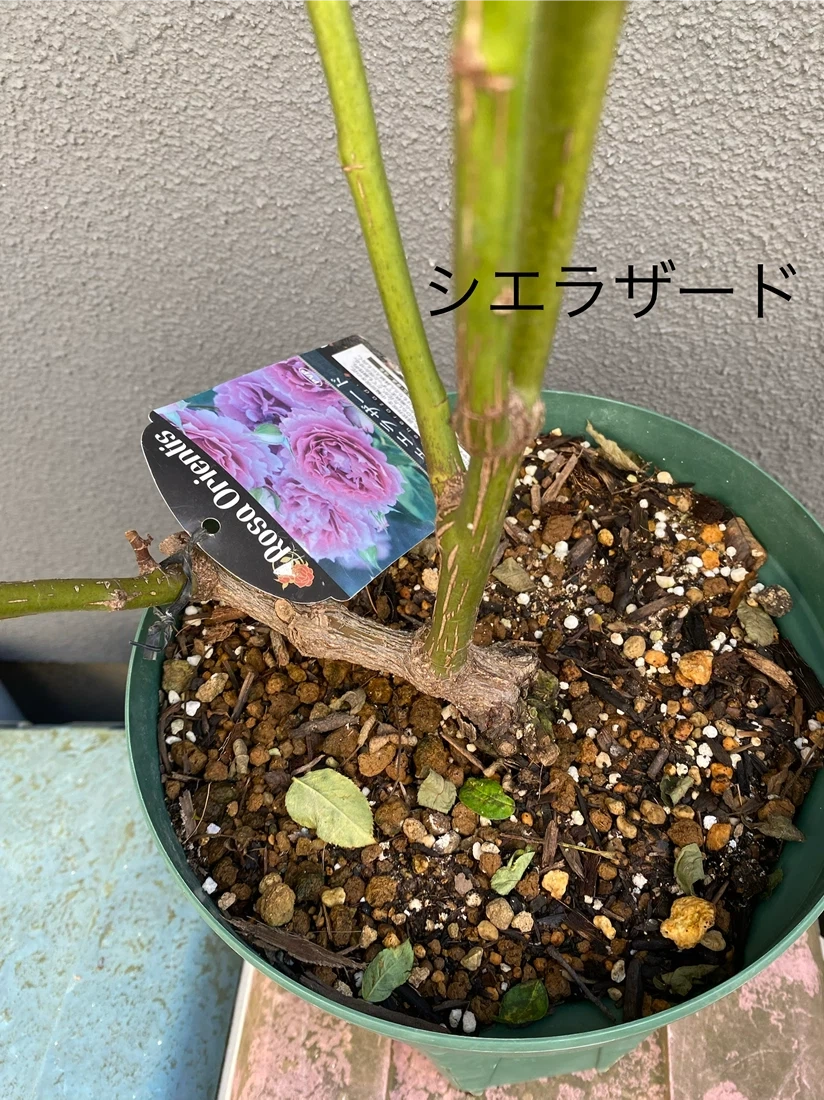 バラ苗 鉢植え 6品種セット エヴリン シエラザード ピエール 和薔薇他の写真6枚目