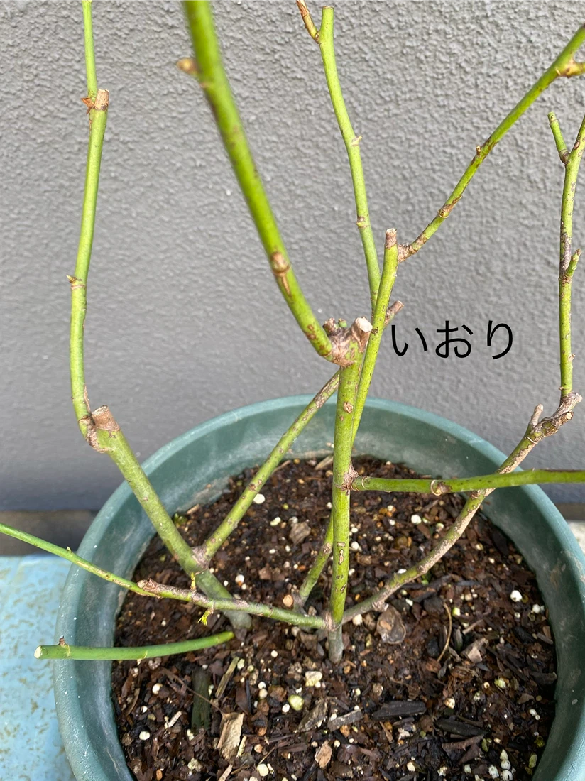 バラ苗 鉢植え 6品種セット　エヴリン　シエラザード　ピエール　和薔薇他の写真8枚目
