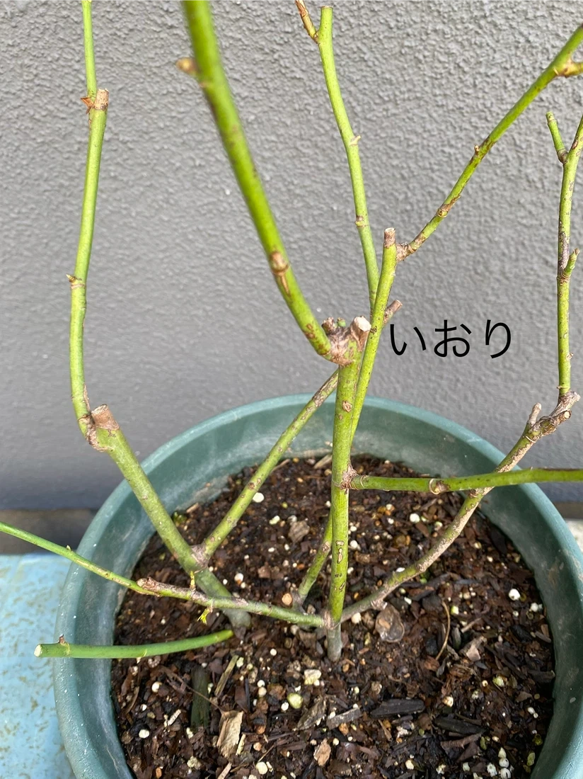 バラ苗 鉢植え 6品種セット エヴリン シエラザード ピエール 和薔薇他の写真8枚目