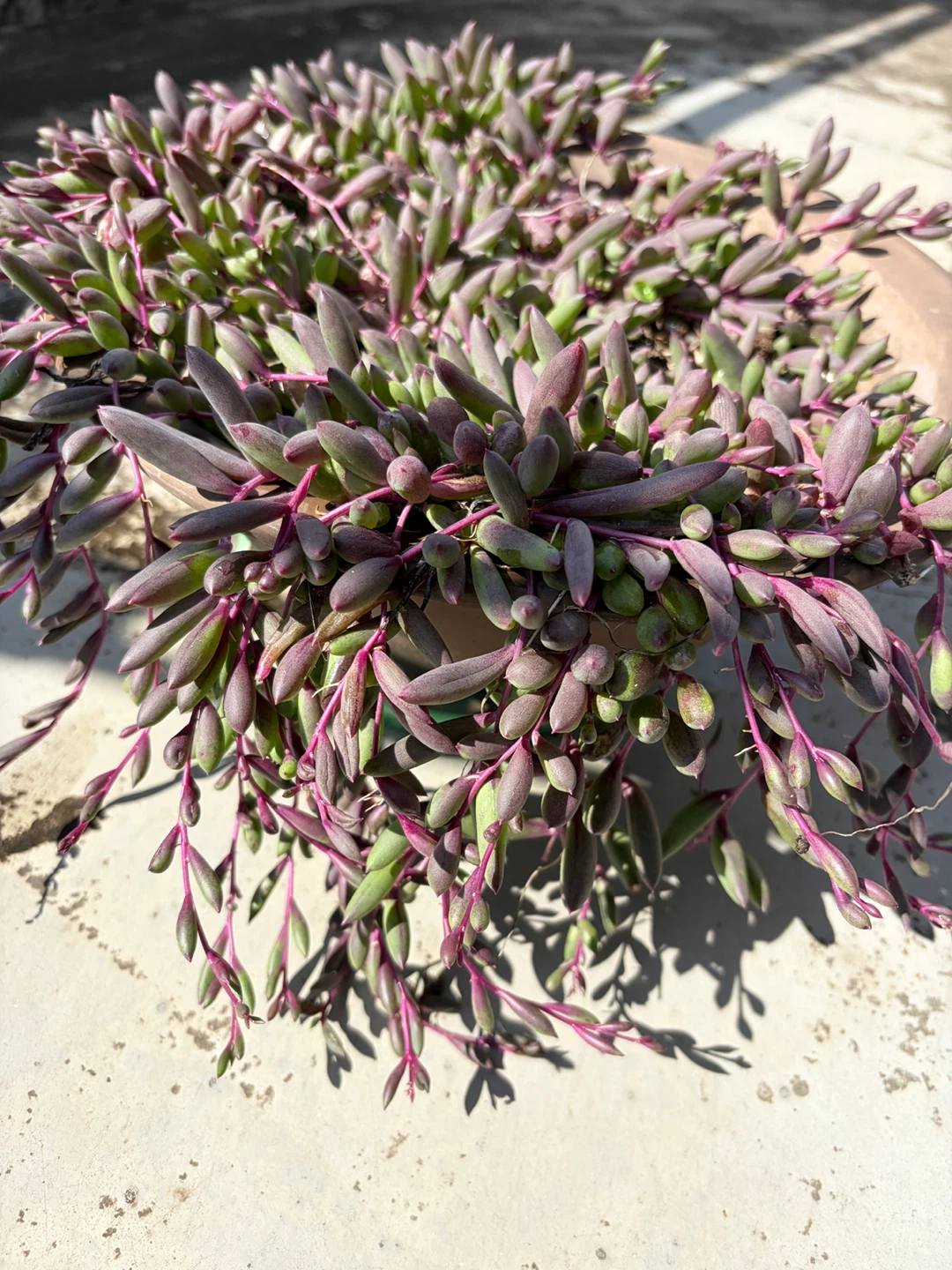 多肉植物 ルビーネックレス 鉢植えの写真2枚目
