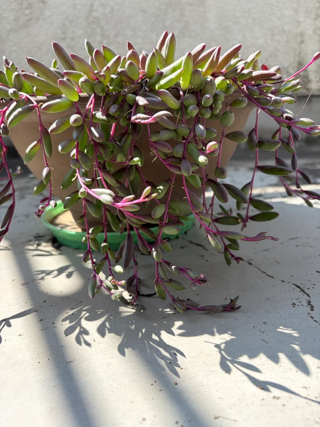 多肉植物 ルビーネックレス 鉢植え