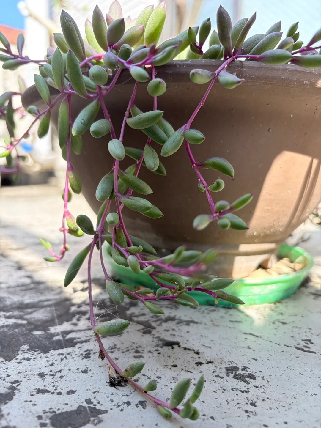 多肉植物 ルビーネックレス 鉢植えの写真3枚目