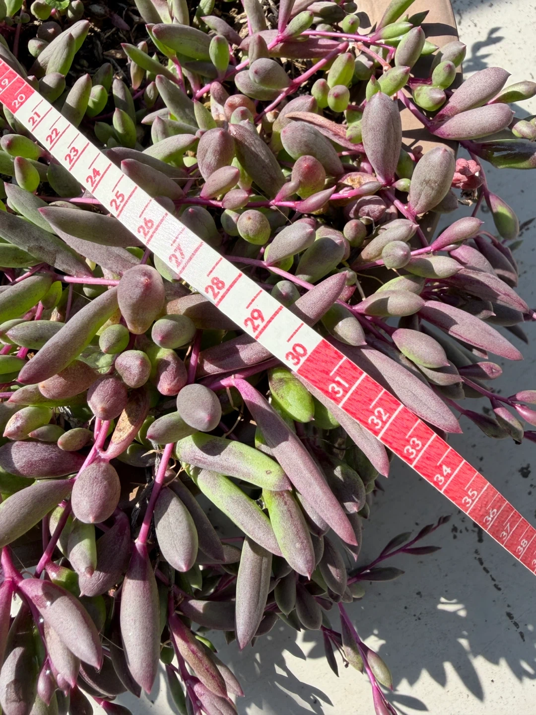 多肉植物 ルビーネックレス 鉢植えの写真4枚目