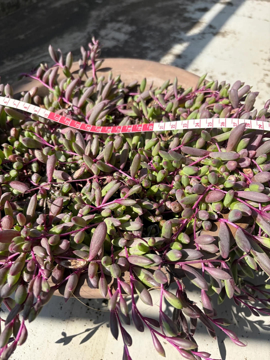 多肉植物 ルビーネックレス 鉢植えの写真5枚目