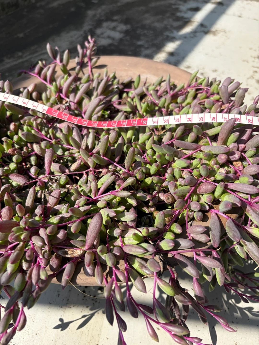 多肉植物 ルビーネックレス 鉢植えの写真5枚目