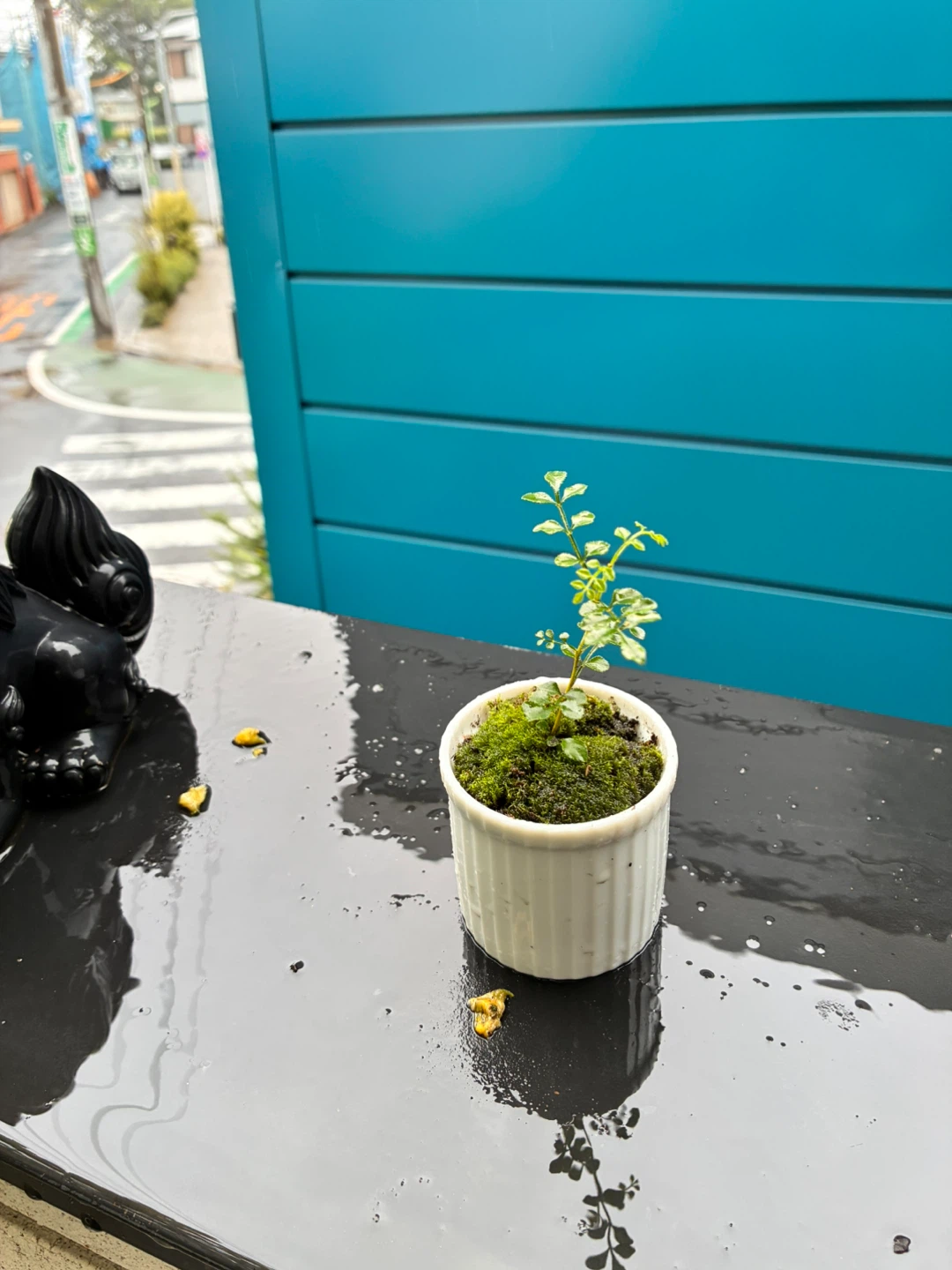シマトネリコの苔盆栽　苔盆栽　観葉植物 白