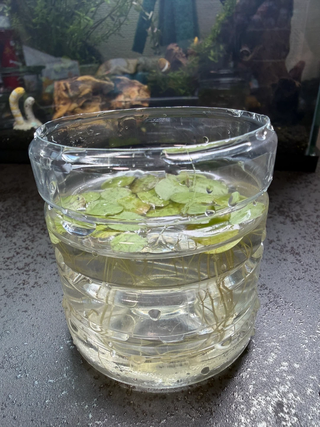 アマゾンフロッグピット 浮き草 水草の写真2枚目
