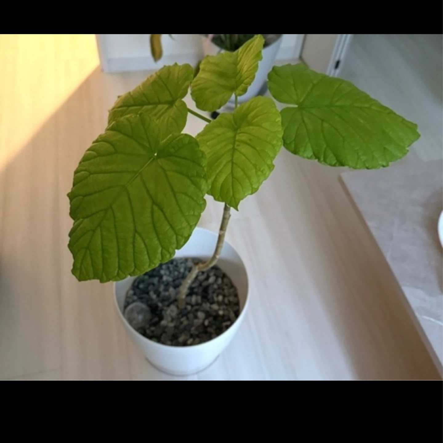 9/29まで‼️ ウンベラータ　観葉植物 鉢植え ホワイト鉢付き