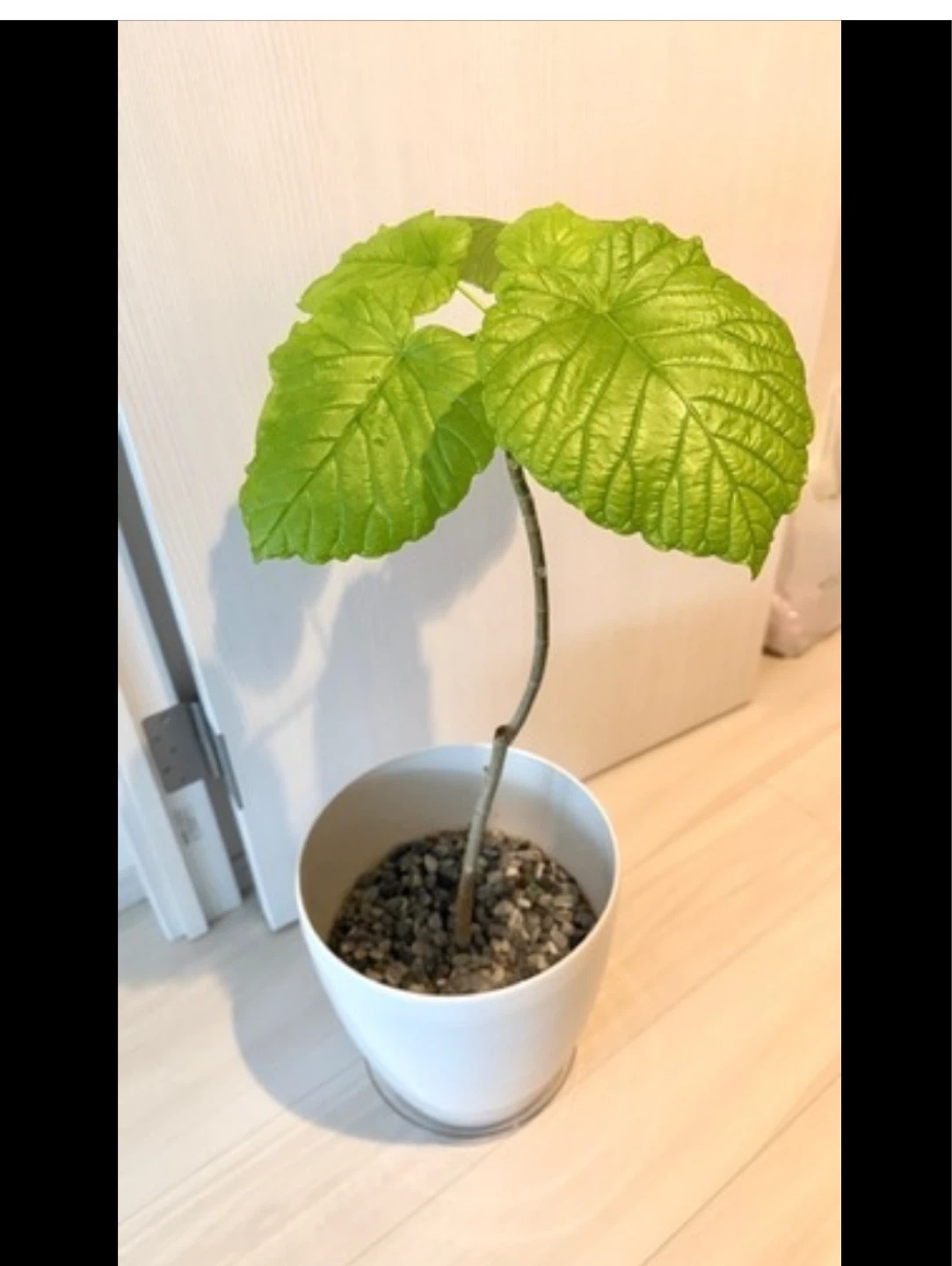 9/29まで‼️ ウンベラータ　観葉植物 鉢植え ホワイト鉢付きの写真2枚目