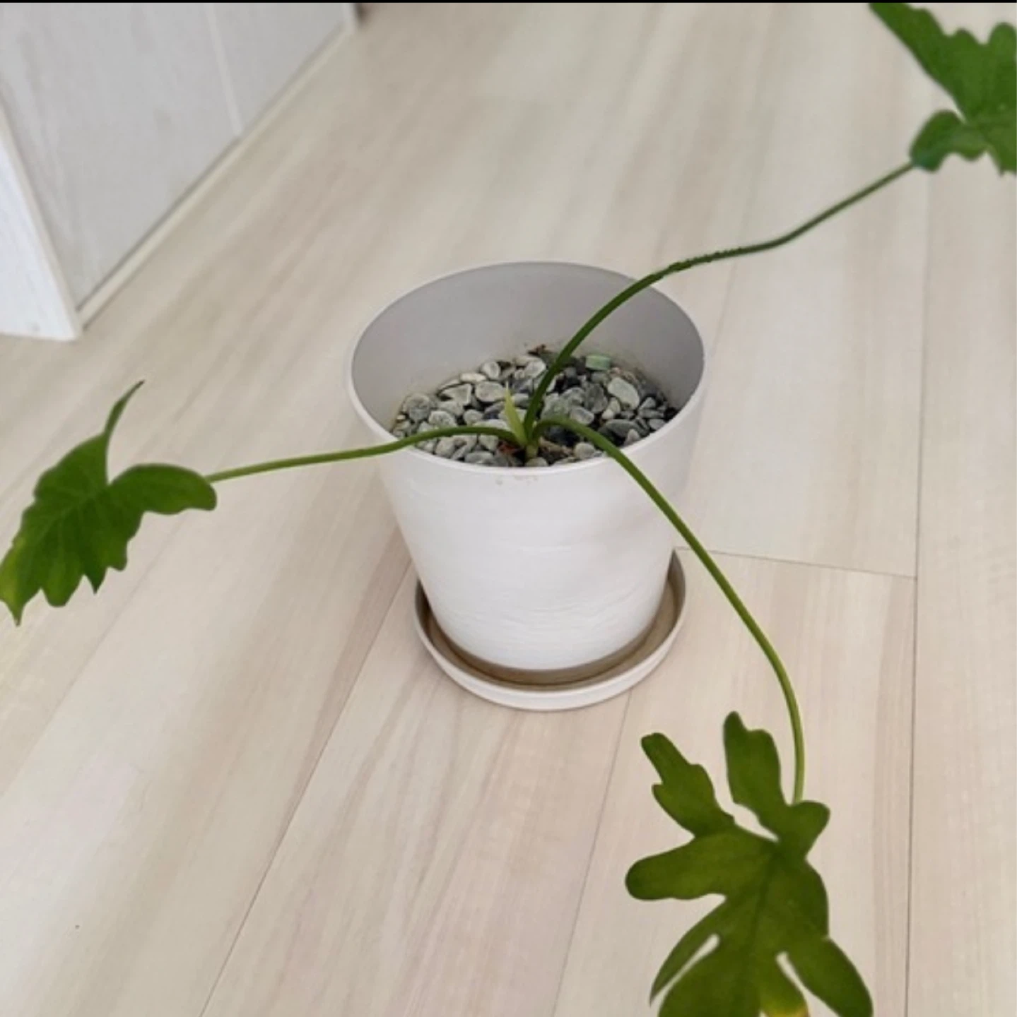 9/29まで‼️ 観葉植物　セローム　鉢・受皿付き