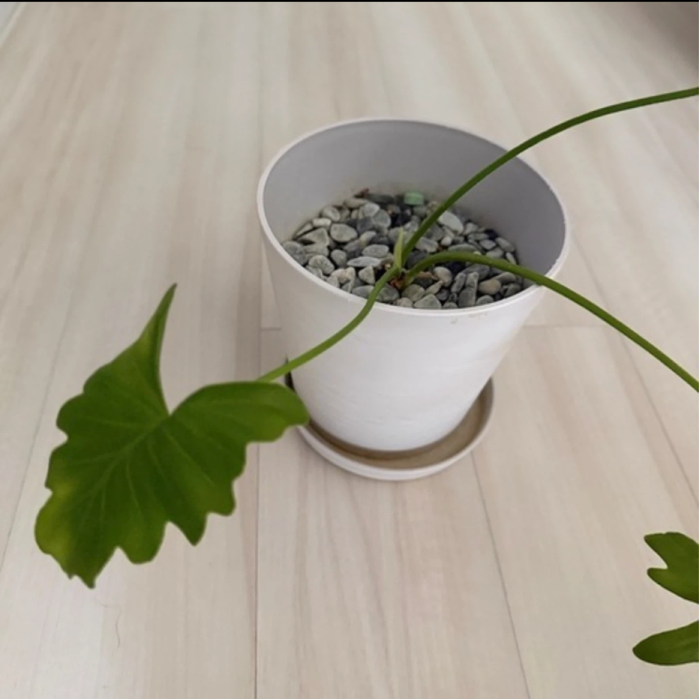 9/29まで‼️ 観葉植物　セローム　鉢・受皿付きの写真2枚目