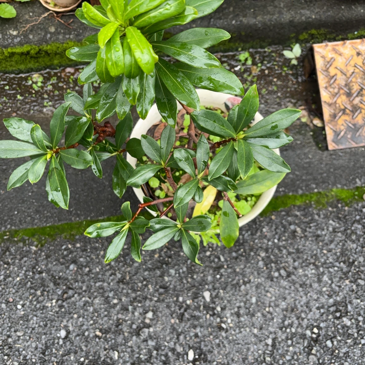 沈丁花 赤花 苗 鉢植え