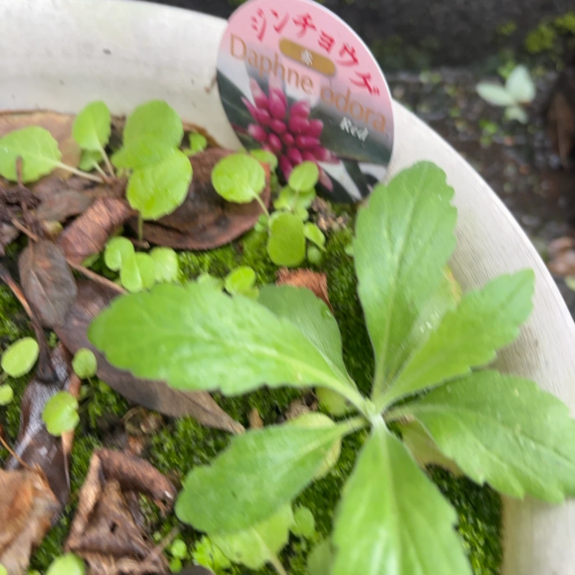 沈丁花 赤花 苗 鉢植えの写真2枚目