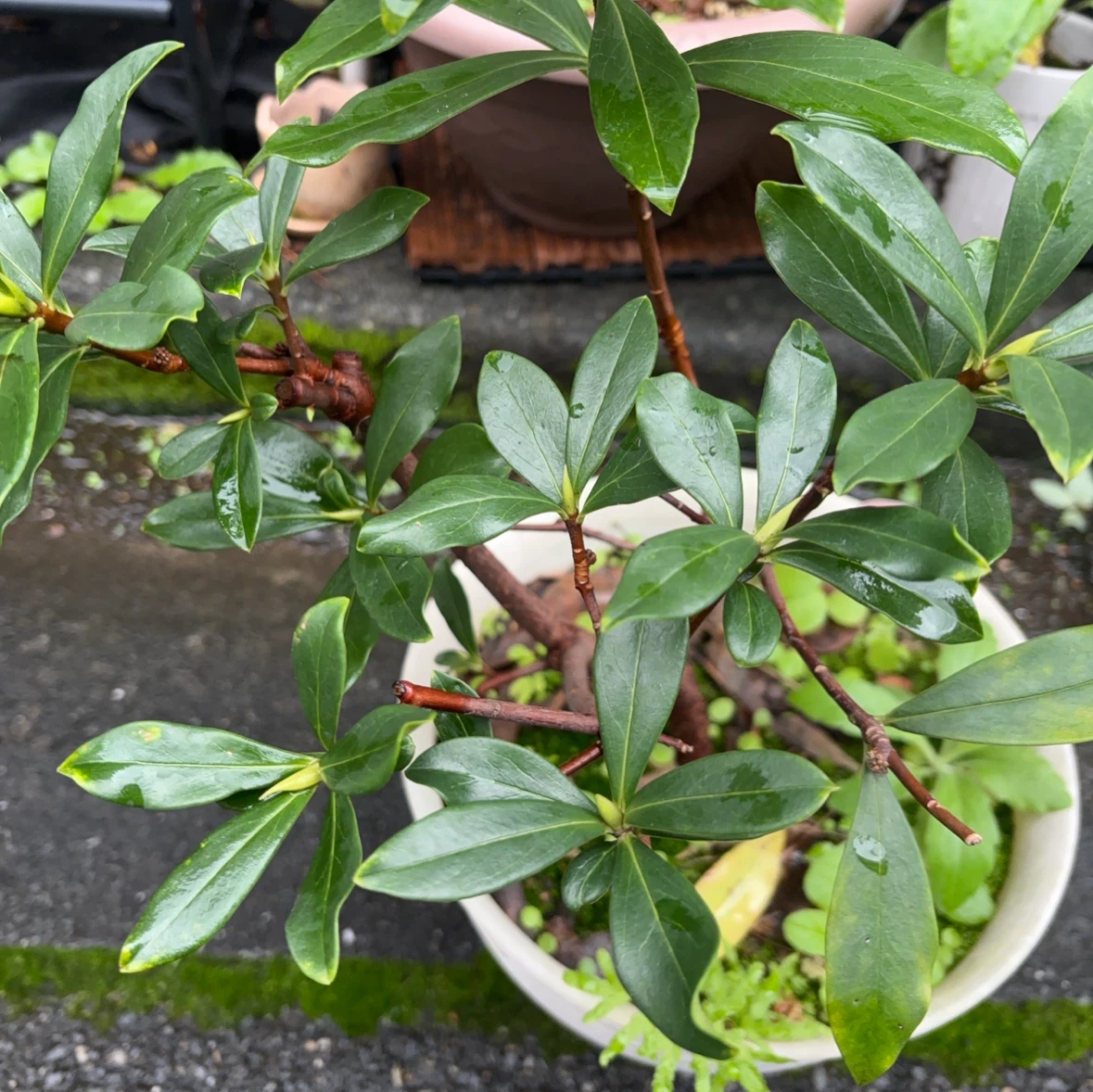 沈丁花 赤花 苗 鉢植えの写真3枚目