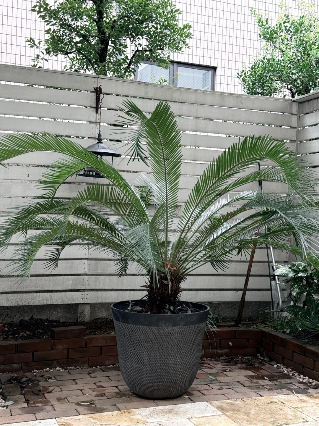 ソテツ 観葉植物 鉢植え