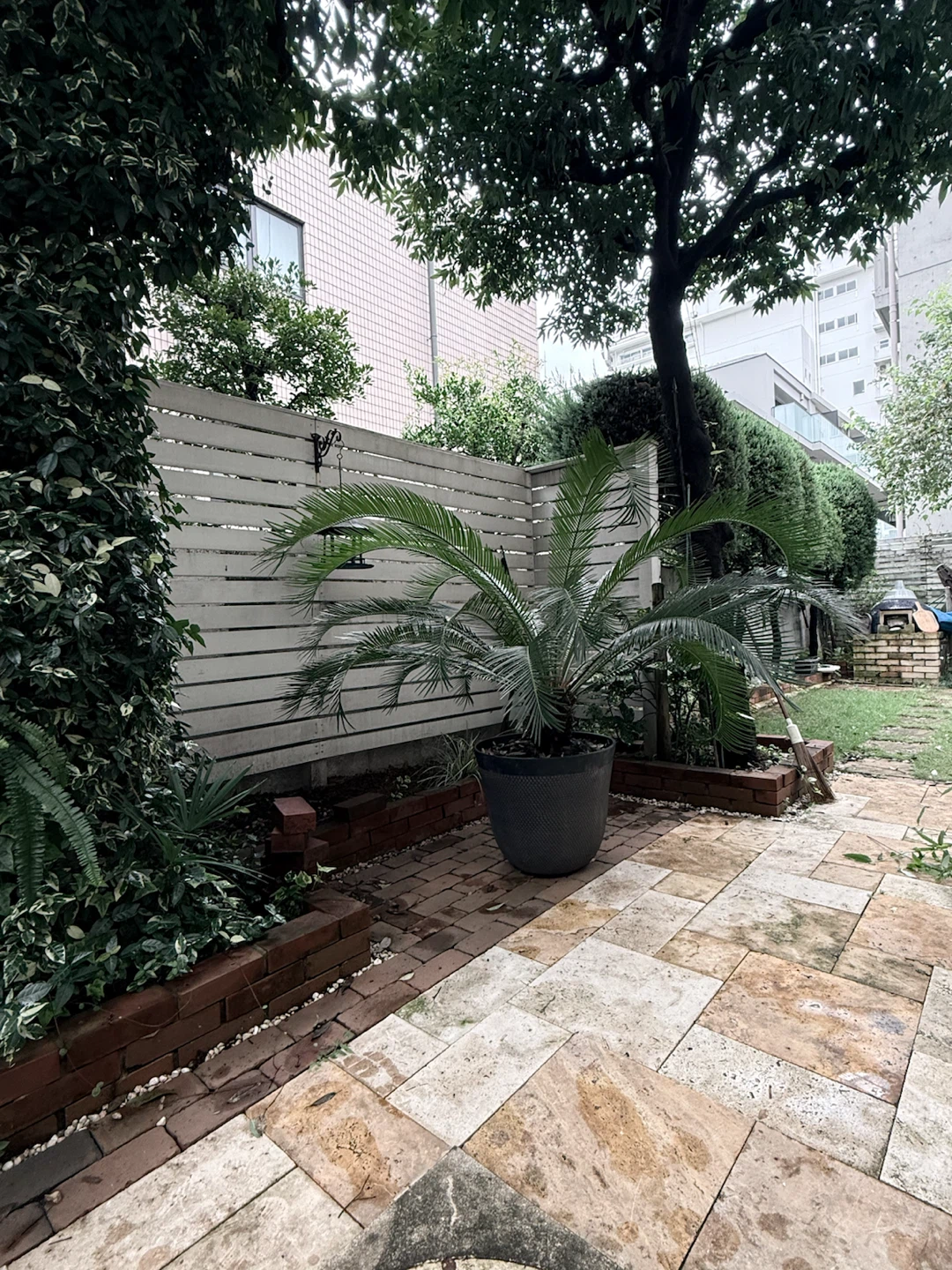 ソテツ 観葉植物 鉢植えの写真2枚目