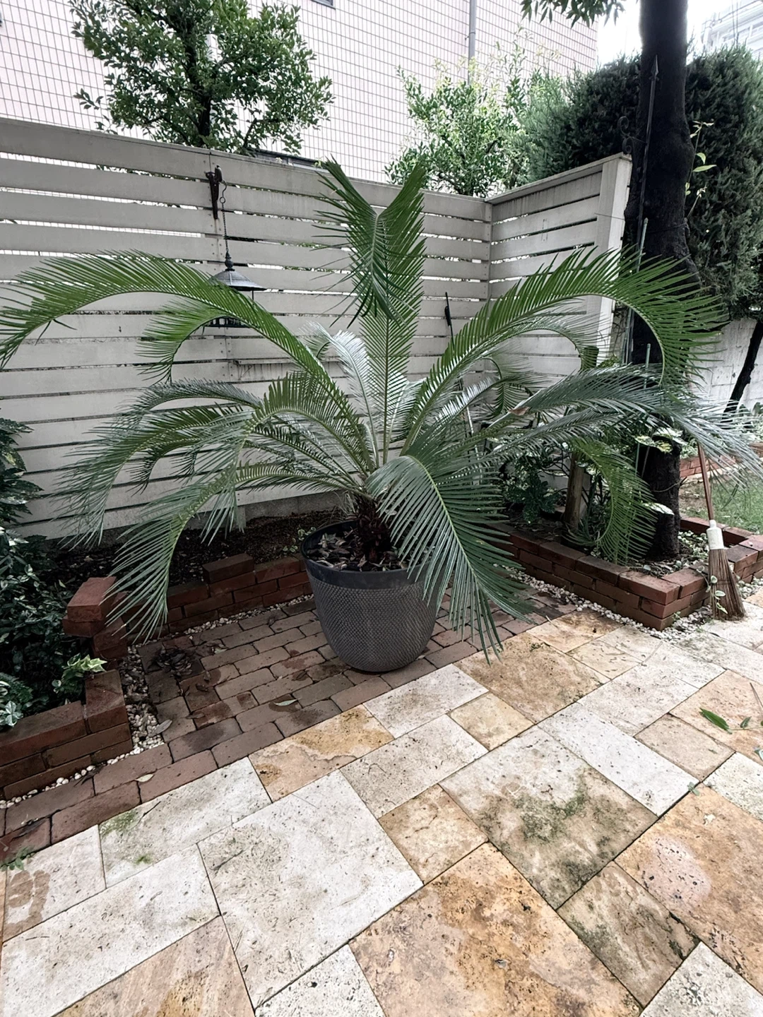 ソテツ 観葉植物 鉢植えの写真3枚目