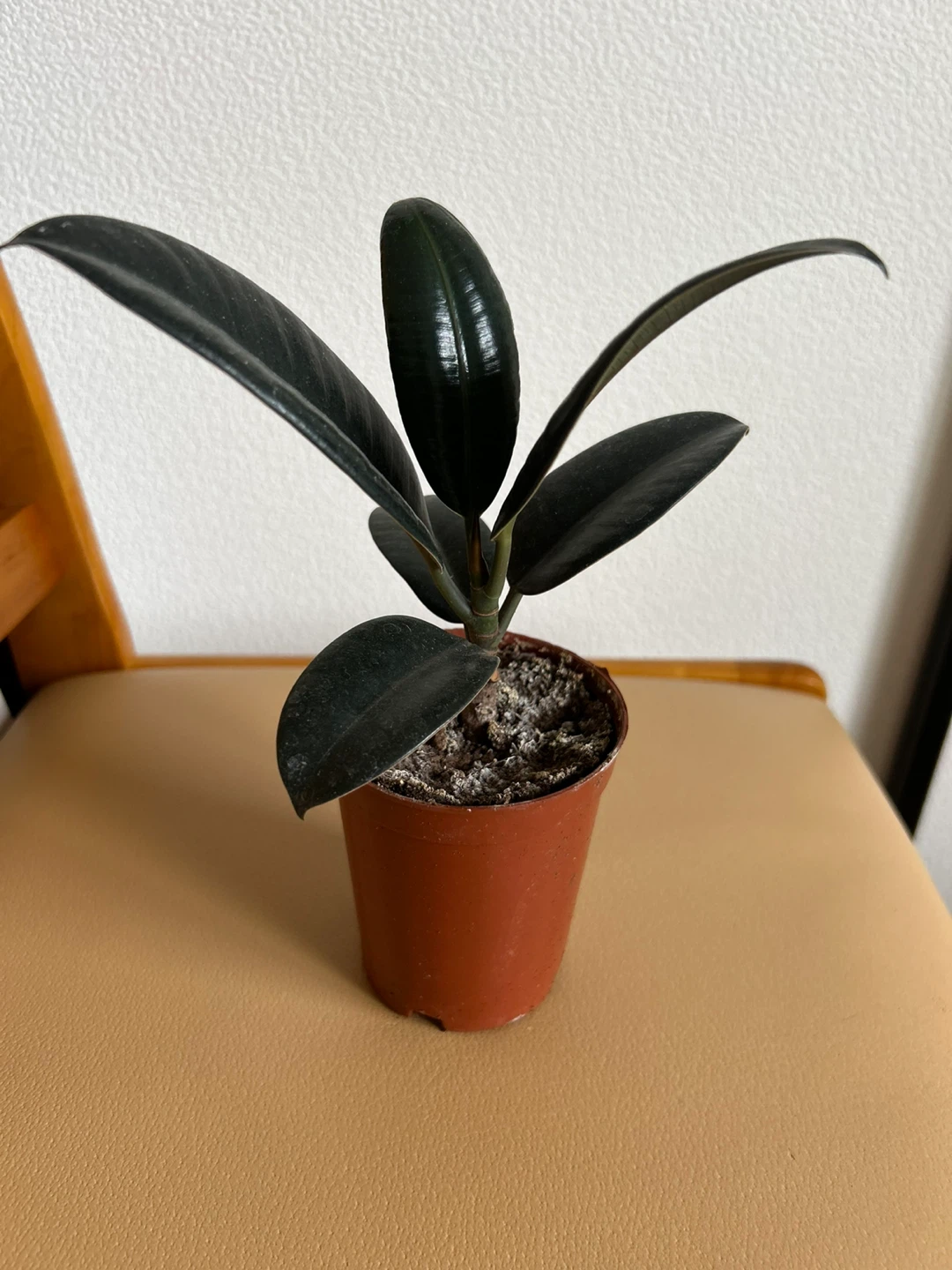 ゴムノキバーガンディ 観葉植物