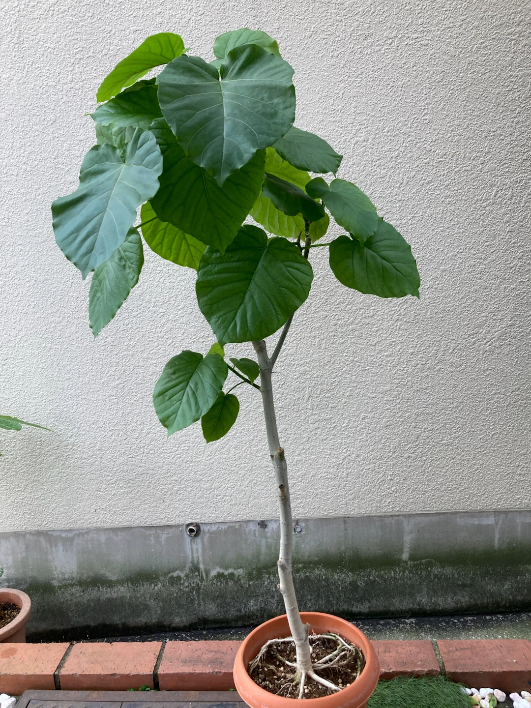 フィカス ウンベラータ 観葉植物