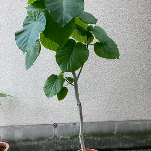 1メートル超えのフィカス ウンベラータ 観葉植物