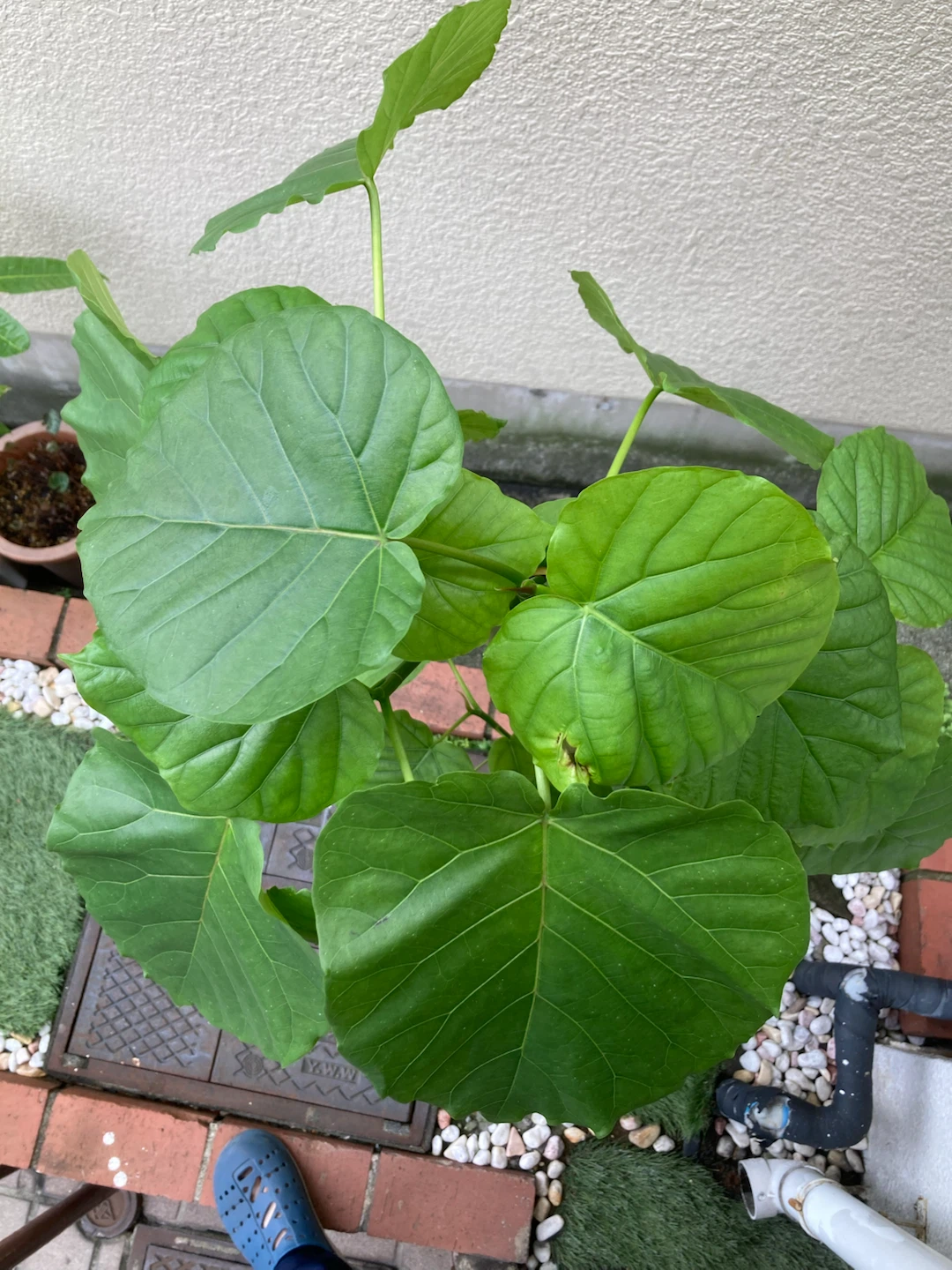 フィカス ウンベラータ 観葉植物の写真2枚目