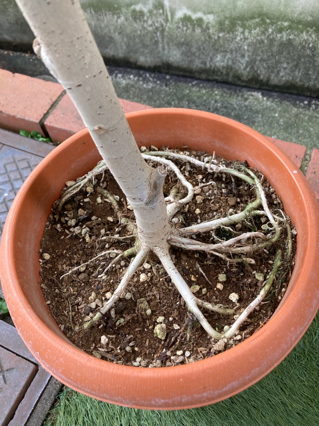 フィカス ウンベラータ 観葉植物の写真3枚目