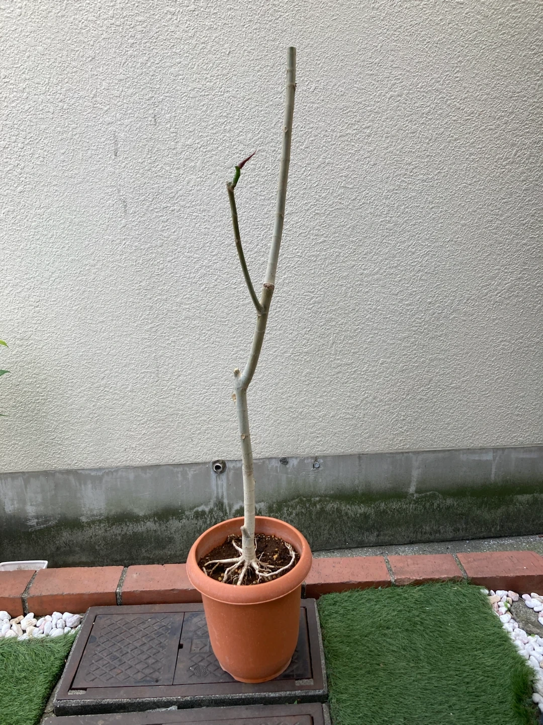 フィカス ウンベラータ 観葉植物の写真4枚目