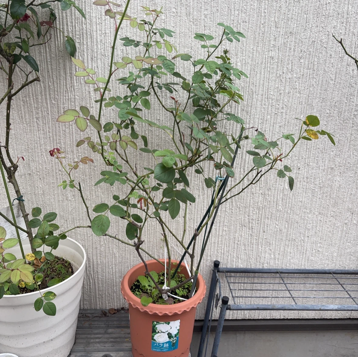 イングリッシュローズ ボウベルズ 鉢植え