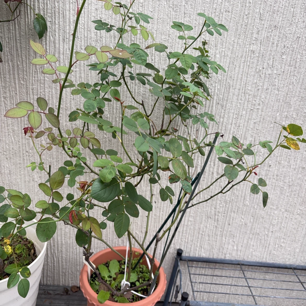 イングリッシュローズ ボウベルズ 鉢植えの写真3枚目