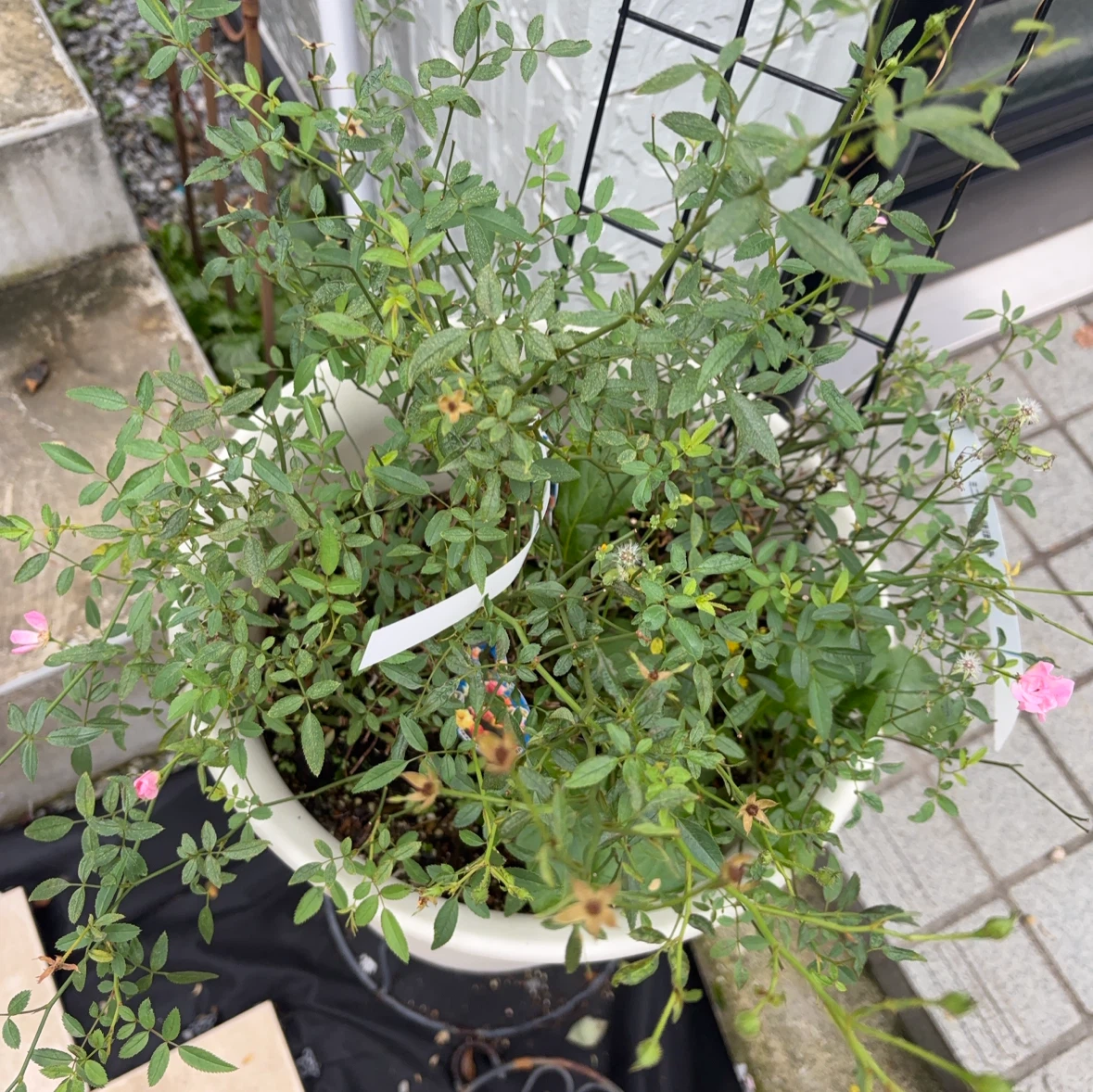 ミニバラ ほほえみ 鉢植え ピンク