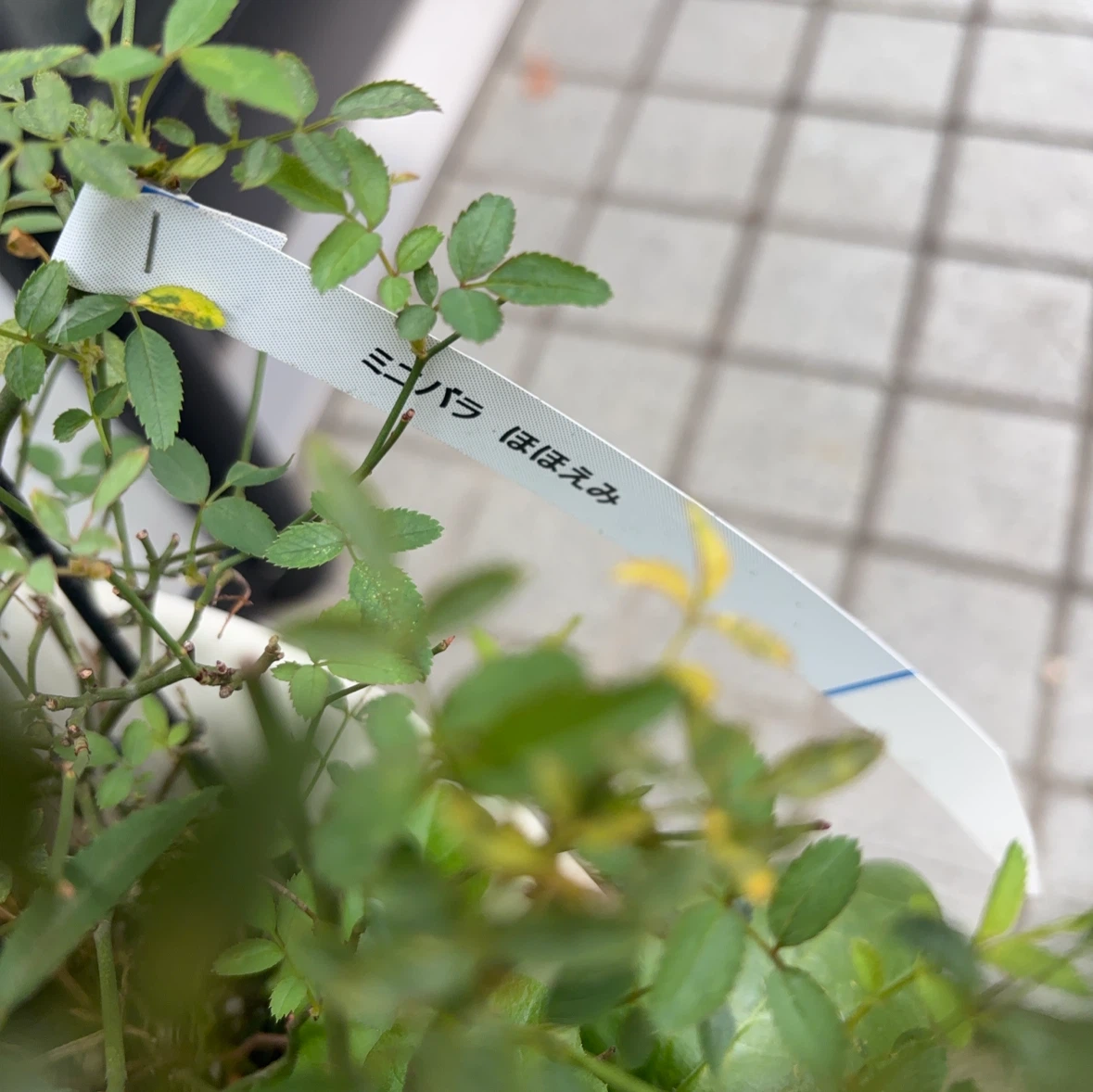 ミニバラ ほほえみ 鉢植え ピンクの写真2枚目