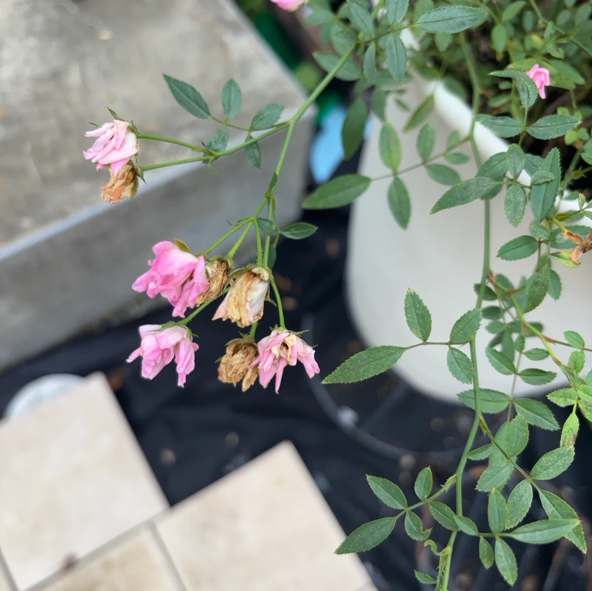 ミニバラ ほほえみ 鉢植え ピンクの写真3枚目