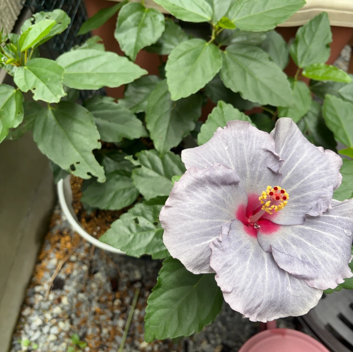 ハイビスカス 鉢植え ロングライフ　ケイト