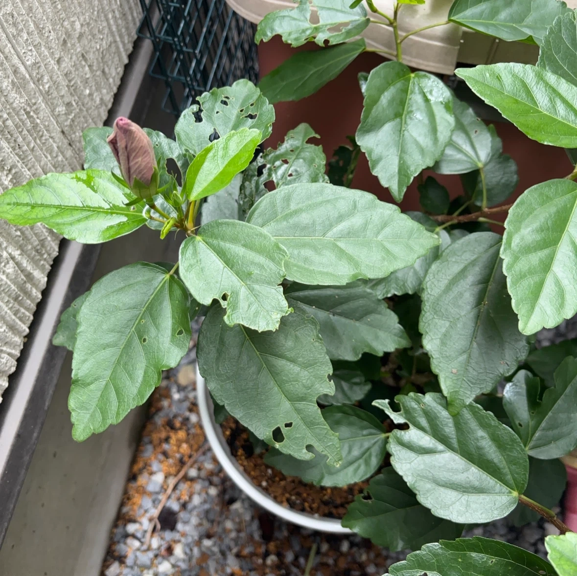 ハイビスカス 鉢植え ロングライフ ケイトの写真2枚目