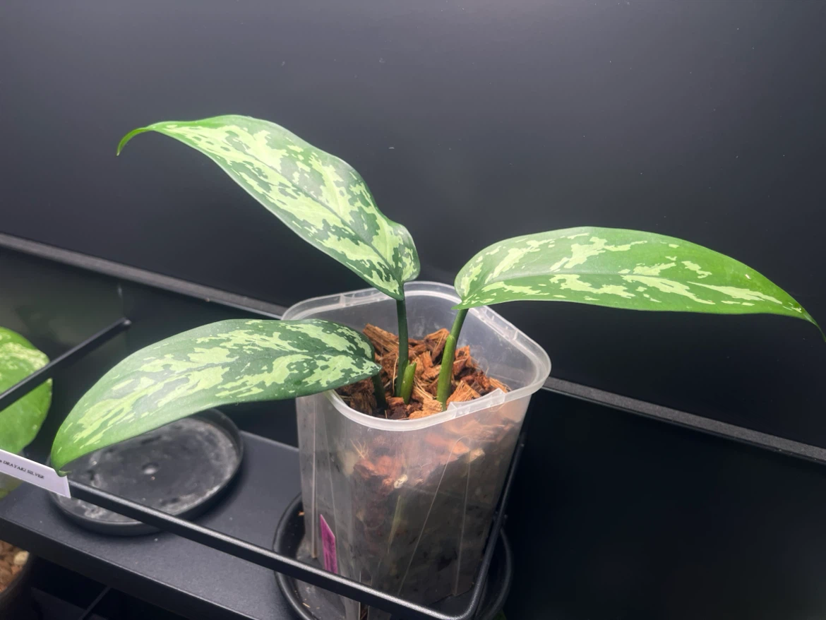 【観葉植物】🉐✨🉐アグラオネママリア　子株🌱