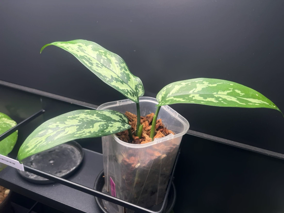 【観葉植物】🉐✨🉐アグラオネママリア 子株🌱