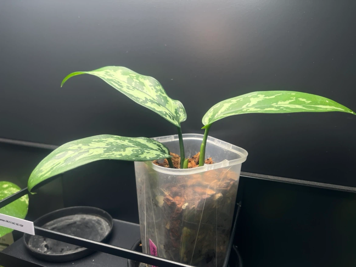 【観葉植物】🉐✨🉐アグラオネママリア 子株🌱の写真2枚目